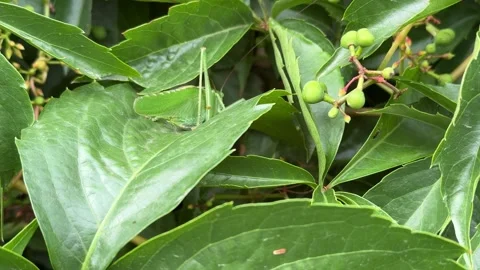Green Grasshopper Close-Up Hidden in Dense Foliage Stock Footage 278598819