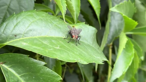 Green Grasshopper Close-Up Hidden in Dense Foliage Video stock 278598845