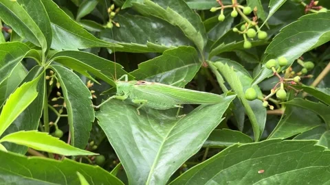 Green Grasshopper Close-Up Hidden in Dense Foliage Stock Footage 278598892