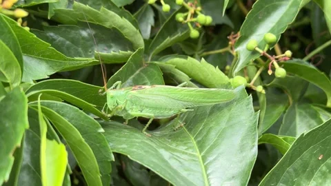 Green Grasshopper Close-Up Hidden in Dense Foliage Stock Footage 278598903