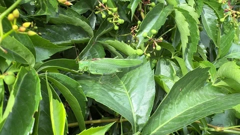Green Grasshopper Close-Up Hidden in Dense Foliage Stock Footage 278598934