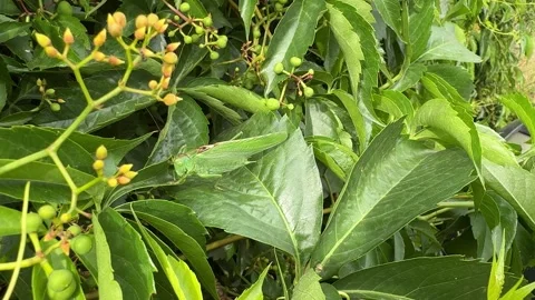 Green Grasshopper Close-Up Hidden in Dense Foliage Stock Footage 278598951