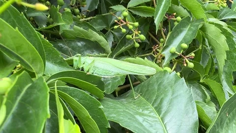 Green Grasshopper Close-Up Hidden in Dense Foliage Stock Footage 278598982