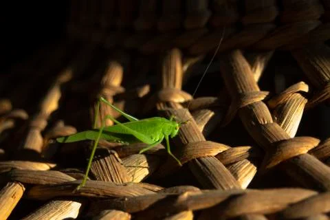 Green grasshopper.  Closeup. Stock Photos