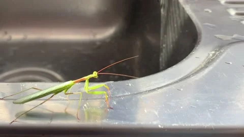 Green grasshopper crawling along a chrome kitchen sink Video stock 174165255