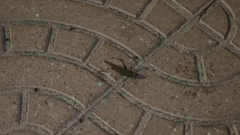 Green grasshopper crawling on tiled pavement Stock Footage 340326732