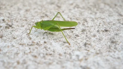 Green grasshopper, cricket insect crawling a wall, bush-cricket Stock Footage 246940476