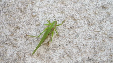Green grasshopper, cricket insect crawling a wall, bush-cricket Stock Footage 247262411