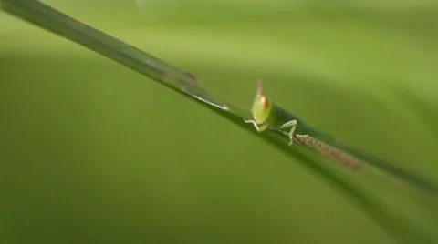 Green grasshopper (cricket) macro Stock Footage 32687328