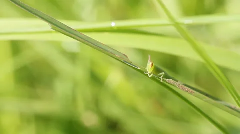 Green grasshopper (cricket) macro Stock Footage 32687506