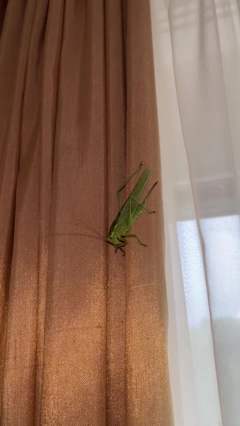 Green grasshopper on curtain in vertical slow motion close up Video stock 344038250