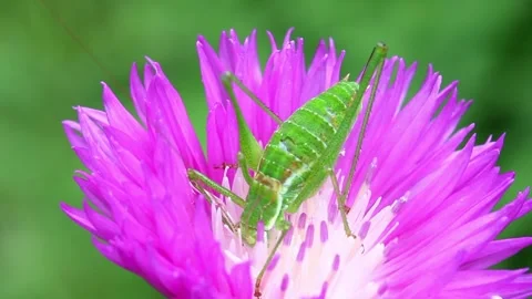 Green grasshopper eating nectar from a flower cornflower Stock Footage 270165600