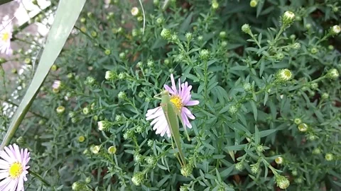Green grasshopper eats the petal of purple aster flower Stock Footage 139351364