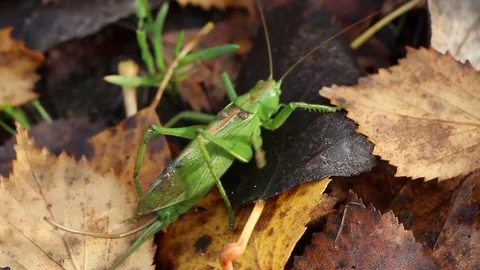 Green grasshopper on falling autumn gray leaf Stock Footage 81272233