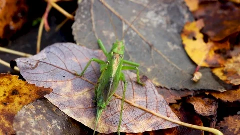 Green grasshopper on falling autumn gray leaf Stock Footage 81272252