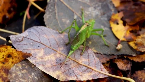 Green grasshopper on falling autumn gray leaf sheet Video stock 81272293