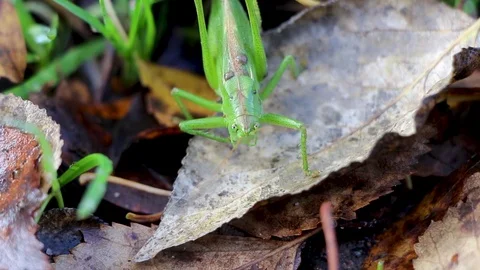 Green grasshopper on falling autumn gray leaf Stock Footage 81272334