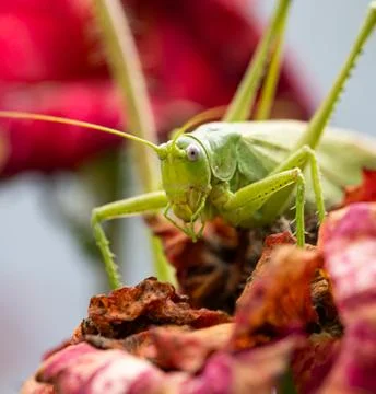 A green grasshopper is on a flower Stock Photos