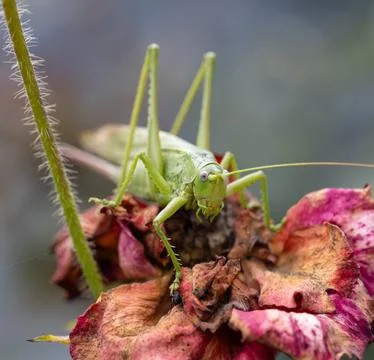 A green grasshopper is on a flower Stock Photos