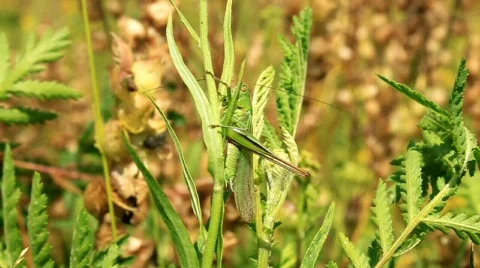 Green grasshopper Stock Footage 710944