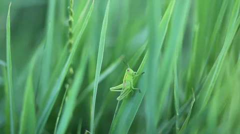Green Grasshopper Stock-Footage 33722481