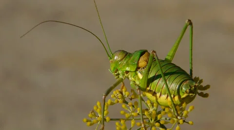 Green grasshopper Stock Footage 35682519