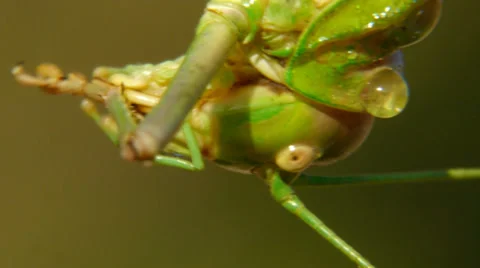 Green grasshopper Stock Footage 35682952