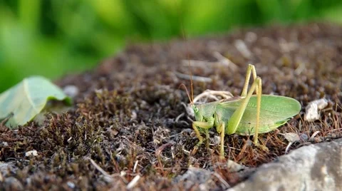 Green grasshopper Stock Footage 54358206