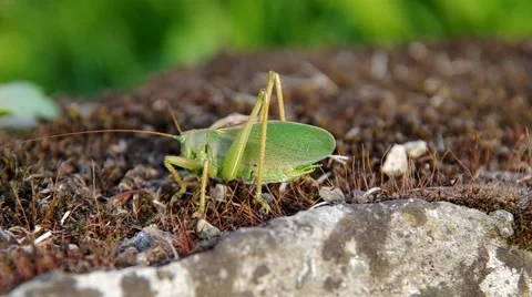 Green grasshopper Stock Footage 54358230