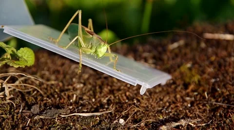 Green grasshopper Stock Footage 54358234