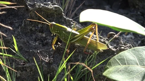 Green Grasshopper Stock Footage 83154546