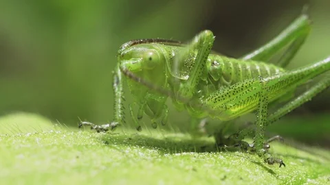 Green grasshopper Stock Footage 108493451