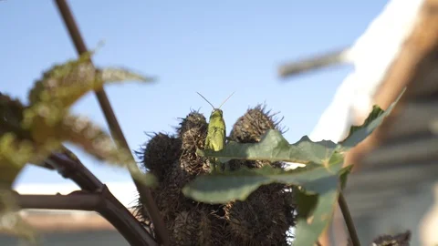 Green grasshopper Stock Footage 122150651