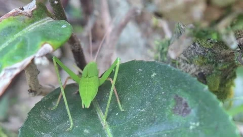 Green grasshopper Stock Footage 289609826