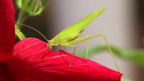 Green grasshopper Stock Footage 291915615