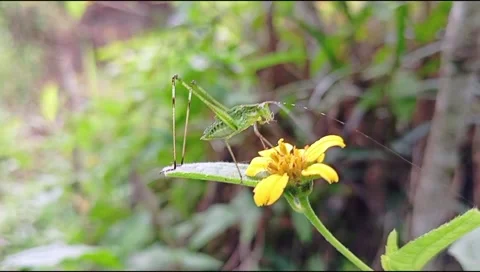 Green Grasshopper  Stock Footage 296106485