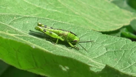 Green grasshopper Stock Footage 303996826
