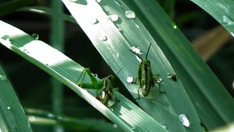 Green grasshopper Stock Footage 304081466