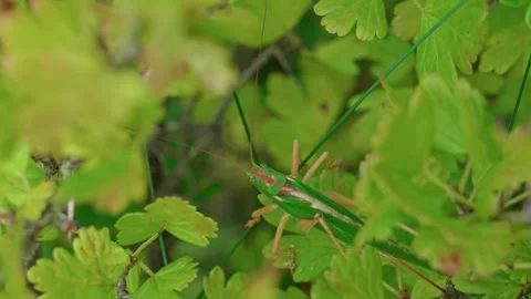 A green grasshopper Stock Footage 316915860