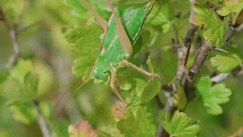 A green grasshopper Stock Footage 316915883
