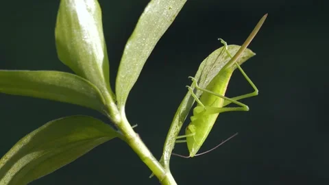 Green Grasshopper Stock Footage 332707449
