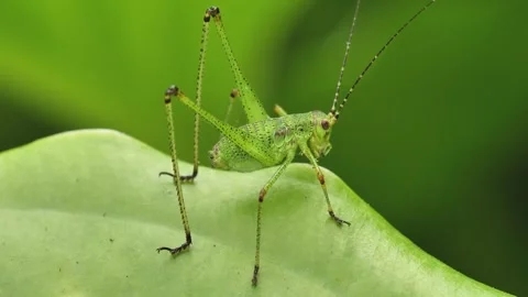 Green Grasshopper 스톡 동영상 333048112