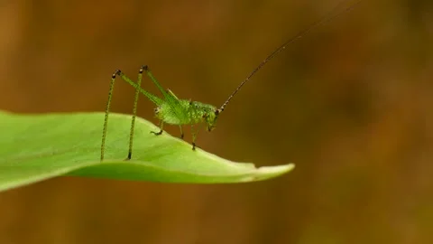 Green Grasshopper 스톡 동영상 333453592