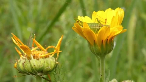 Green grasshopper on fresh bloom next to faded flower as cycle metaphor Stock Footage 335488060