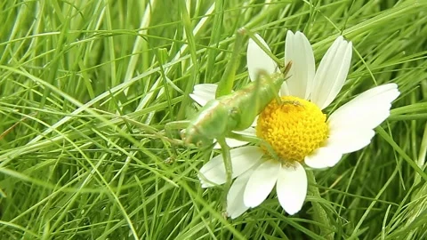 A green grasshopper gets out of the grass, crawls onto a flower and crawls on. Stock Footage 243064479