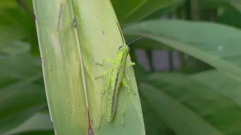 Green Grasshopper in ginger leaves. Pan left movement. 4K Vidéo 302881116