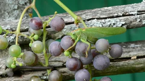 Green grasshopper on grape bunch Stock Footage 12135256