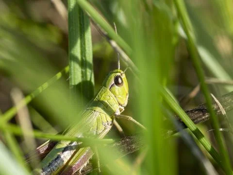 Green grasshopper in the grass close-up. macro photo of an insect Stock Photos