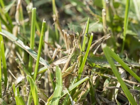 Green grasshopper in the grass close-up. macro photo of an insect Stock Photos