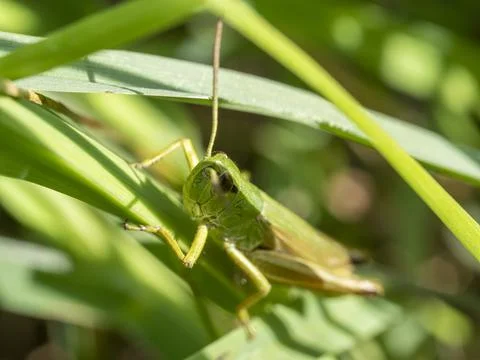Green grasshopper in the grass close-up. macro photo of an insect Stock Photos